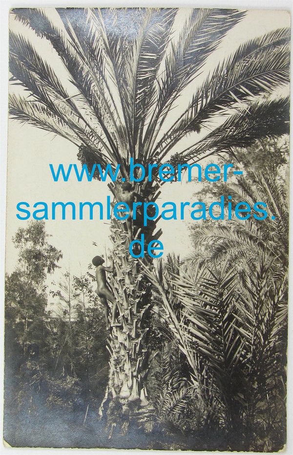 Postkarte Deutsch-Südwestafrika, Junge klettert auf Palme, gelaufen, Original