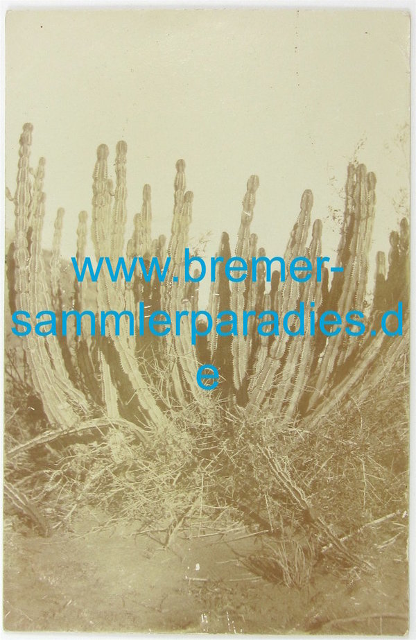 Postkarte Deutsch-Südwestafrika, Kaktus, gelaufen, Original