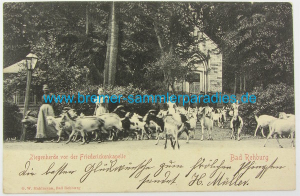 Postkarte Ziegenherde vor der Friederickenkapelle, Bad Rehburg, gelaufen, Original